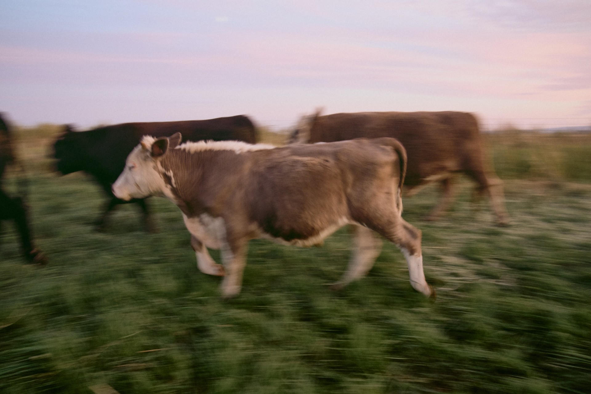 A young calf moving through pasture at dawn