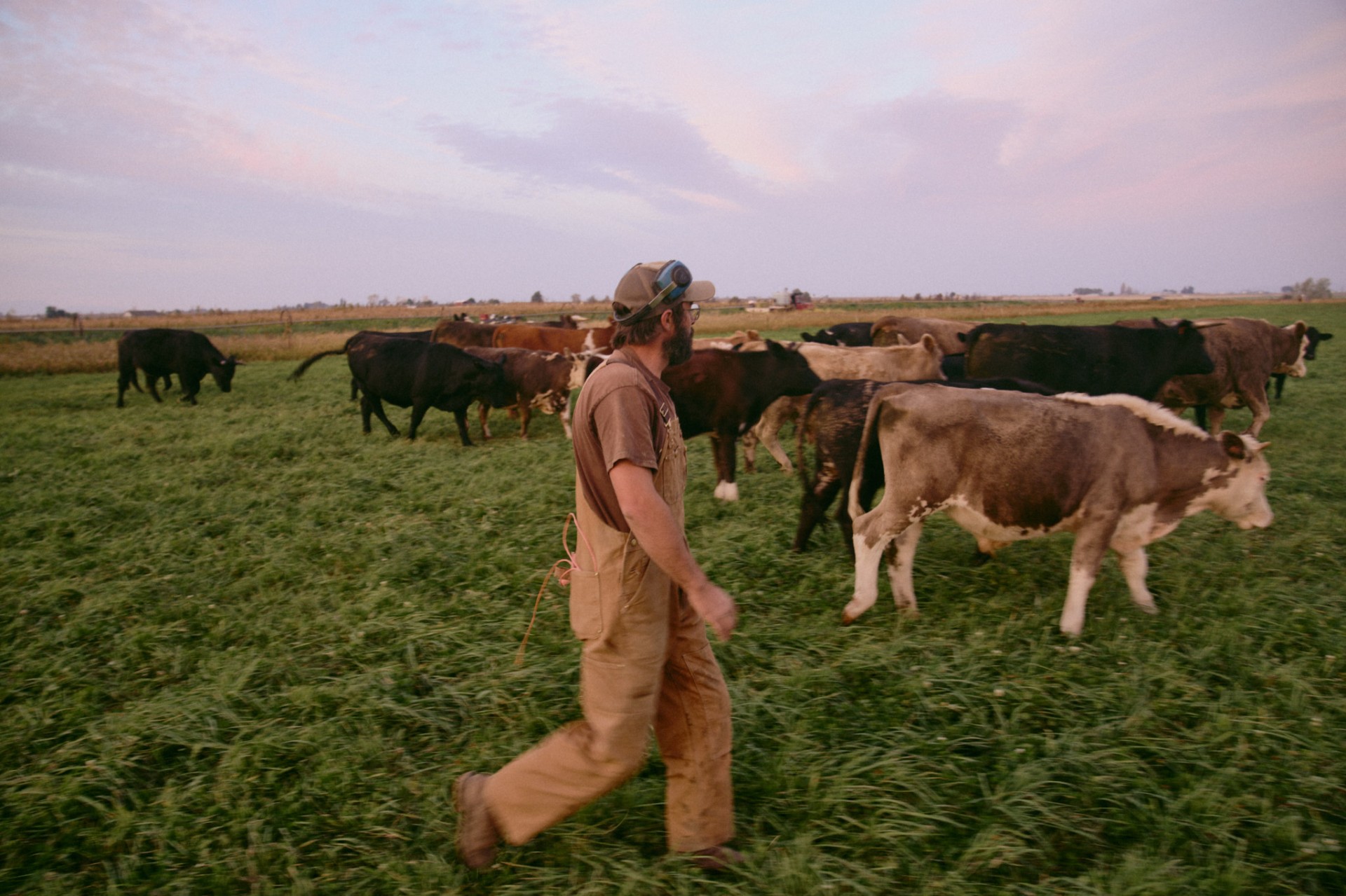 A rancher walking with cattle through tall green pasture at dusk